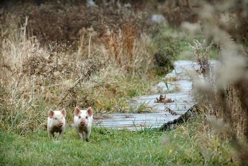 我們的環(huán)境會(huì)好嗎？——“數(shù)說(shuō)”大氣、水、土壤污染防治三大戰(zhàn)役